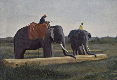 Ceylon, Elephants Dragging a Log by European Photographer